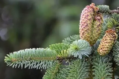 Pine Cones
